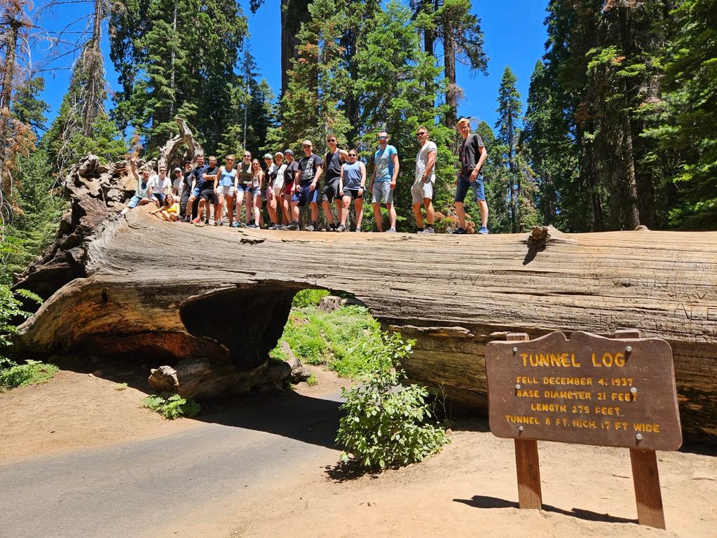 Boomstam Sequoia National Park